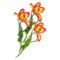 Брошь Русские самоцветы Елагинский тюльпан 37,77 г, серебро 925