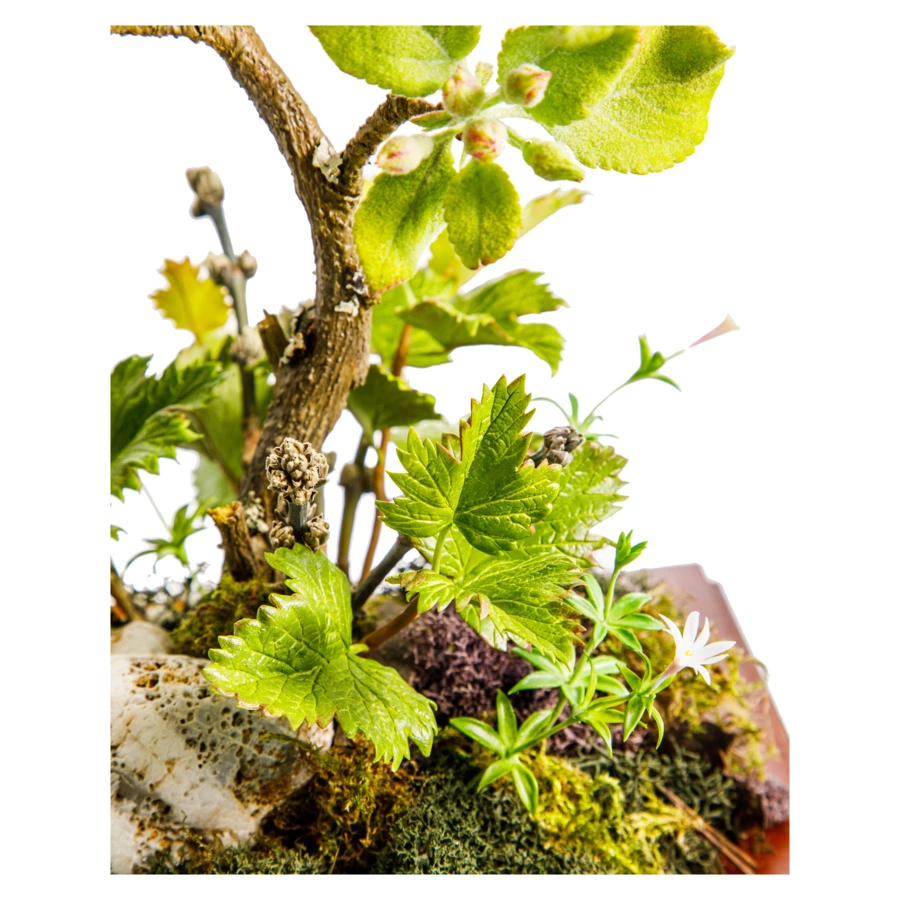 Яблоня из холодного фарфора