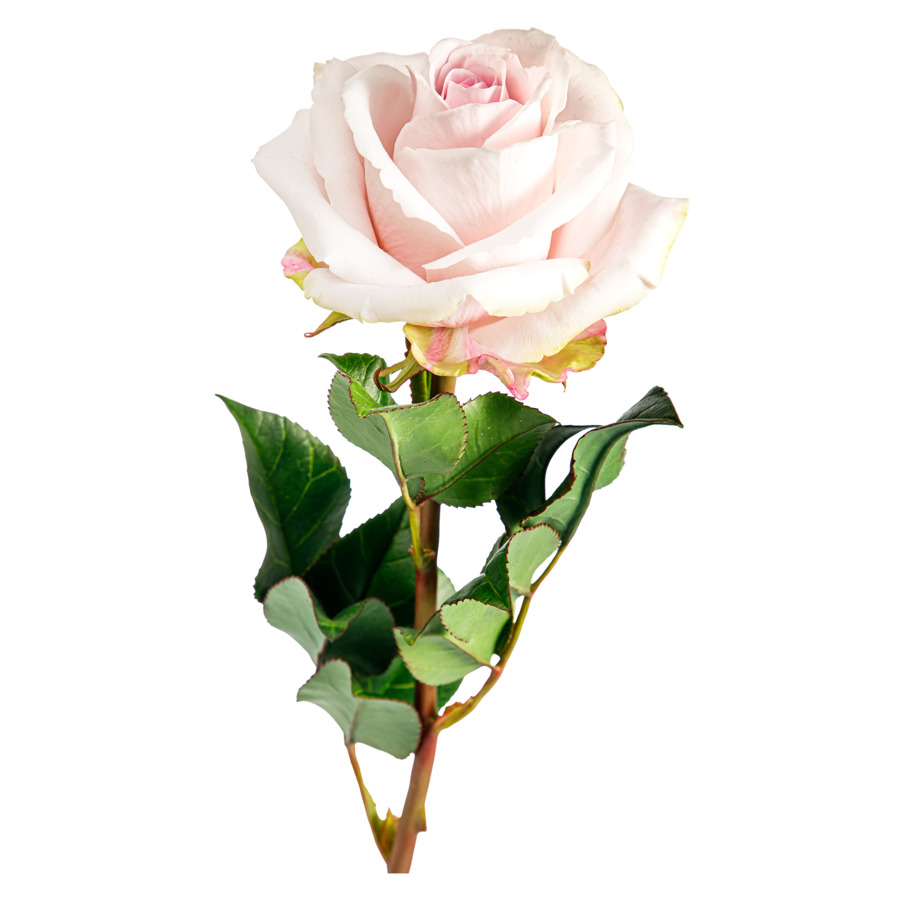 Роза чайная из холодного фарфора 55 см