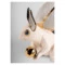 Фигурка Lladro Белка 23х14х22 см, фарфор