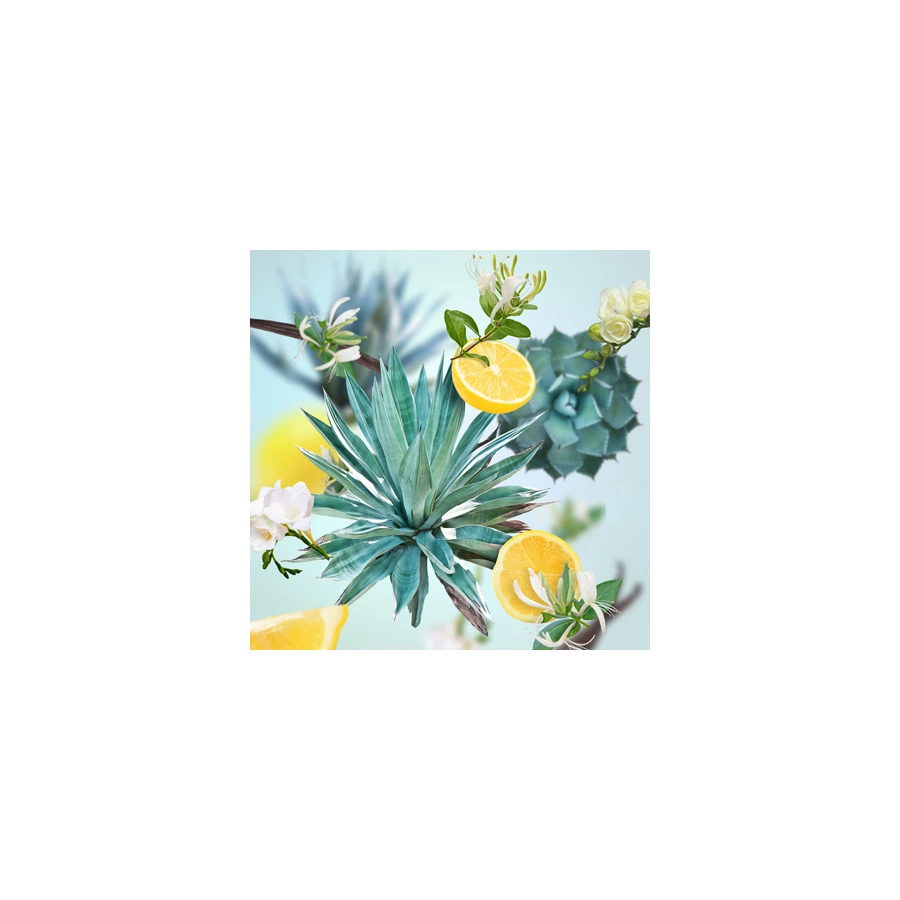 Аромадиффузор Maison Berger Сады Агавы 125 мл, 8 лавсановых палочек, п/к